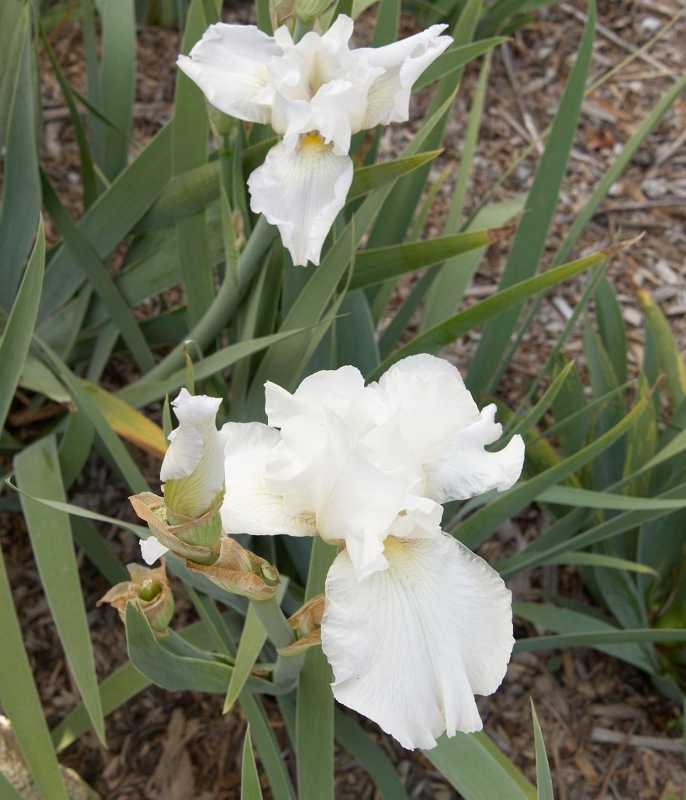 witte iris bloeit