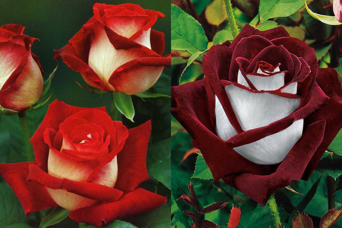 Ce este un trandafir Osiria și sunt de fapt real?