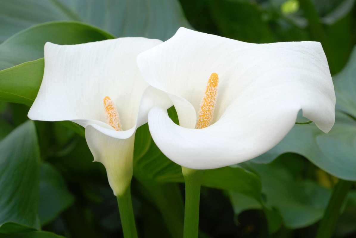 Wie man Calla-Lilien pflanzt und anbaut