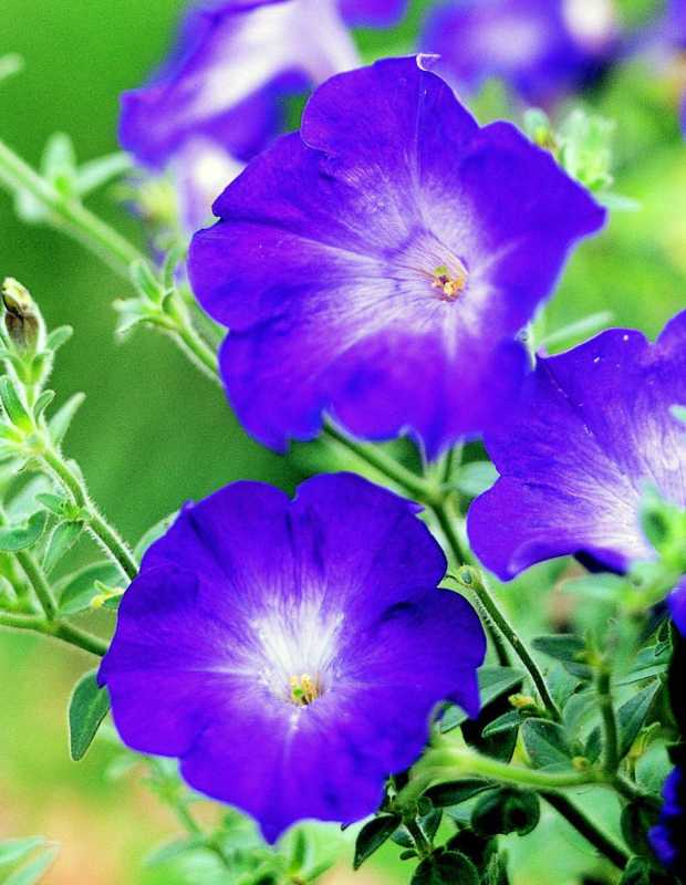 violetti petunia