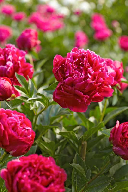 6 Hal Menarik Yang Harus Anda Ketahui Tentang Bunga Peony