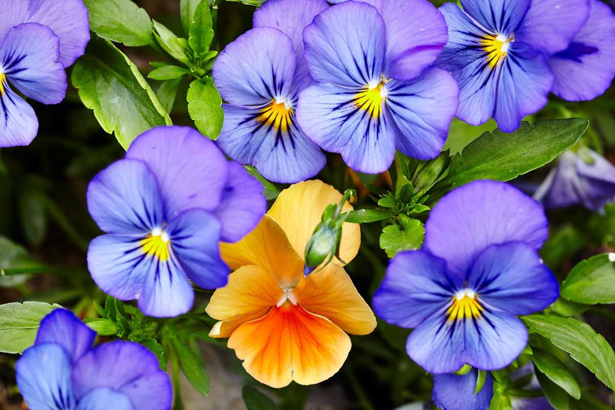 Hoe viooltjes te planten en te laten groeien voor de mooiste kleur voor het koele seizoen