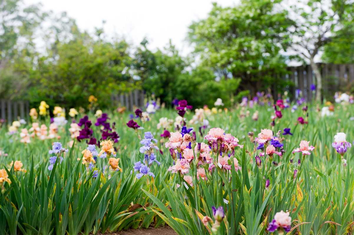 Cómo plantar y cultivar iris barbudo