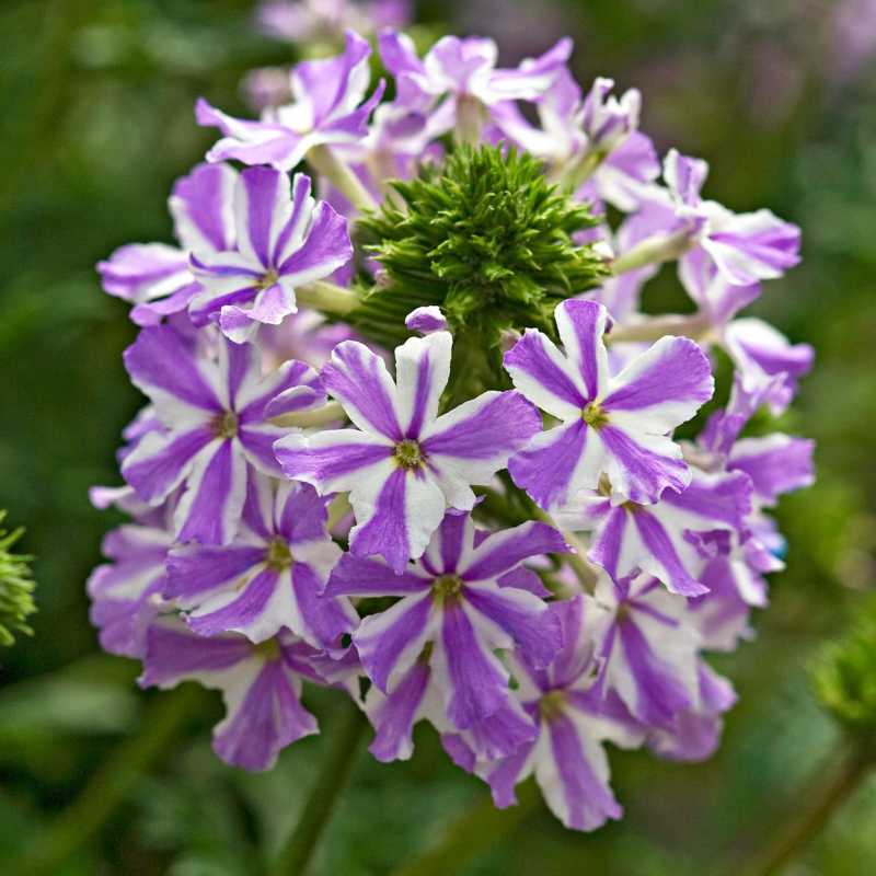 Verbena Lascar Lavendelstjerne