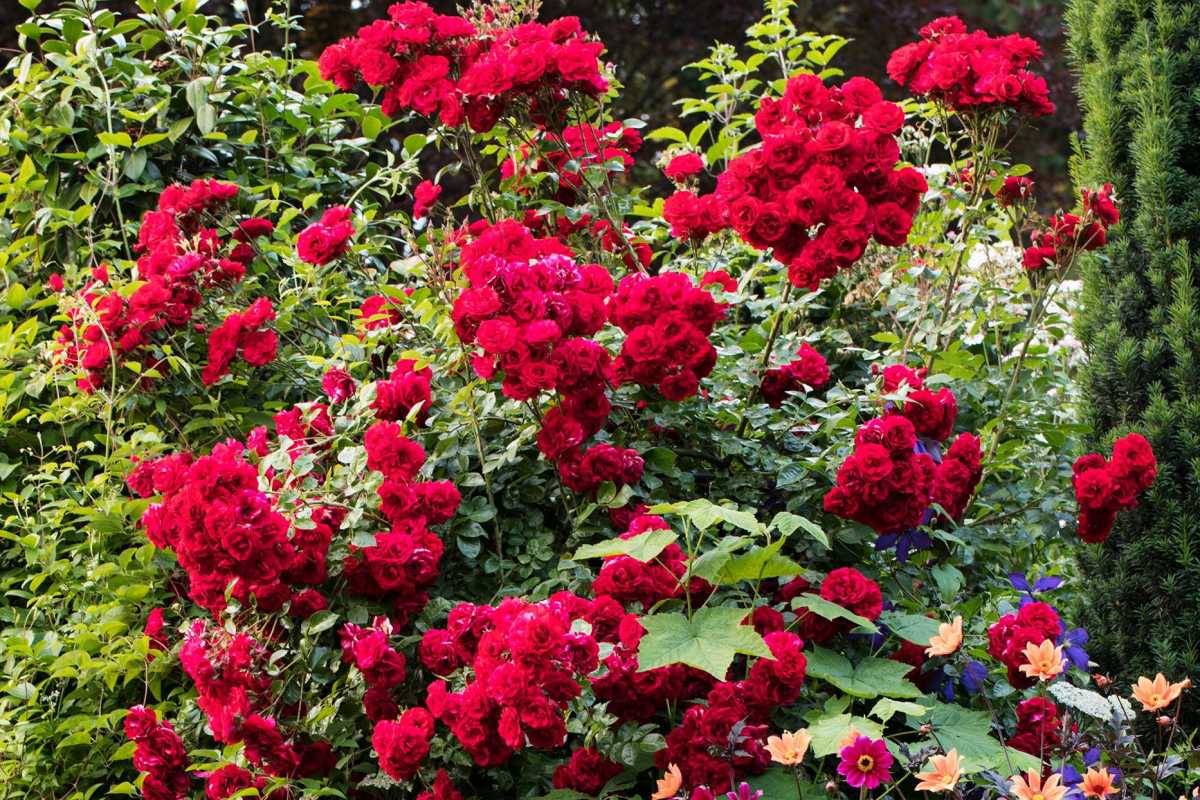 बगीचे में लाल गुलाब