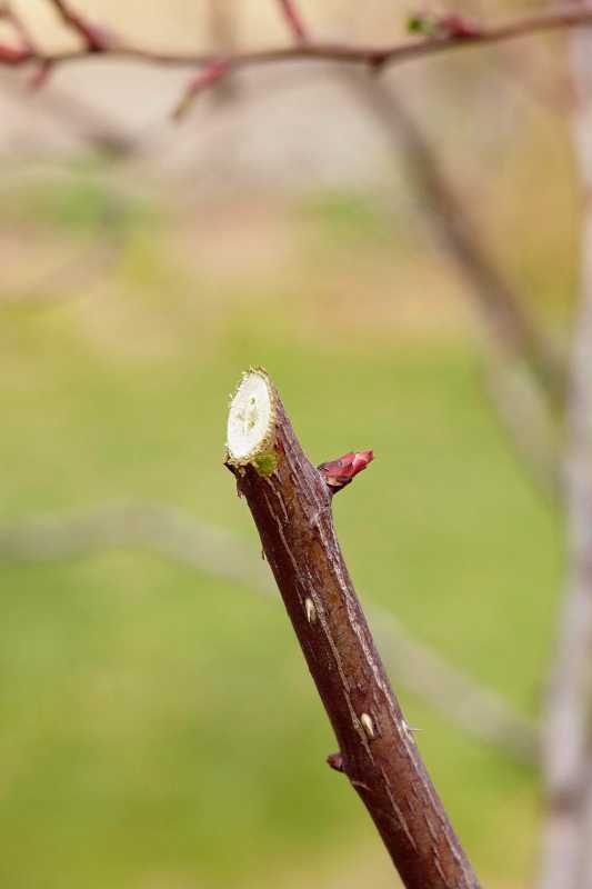 canya de roser podat tall angulat