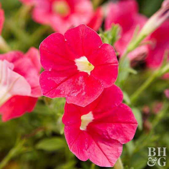 5 ετήσια λουλούδια για γλάστρες που είναι σχεδόν αδύνατο να σκοτωθούν