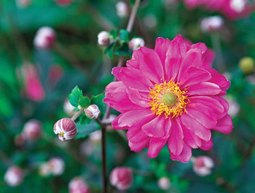 rožinė Anemone