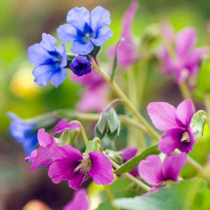 Cara Menanam dan Menanam Bunga Violet