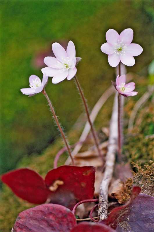 Valkoinen ja violetti Hepatica