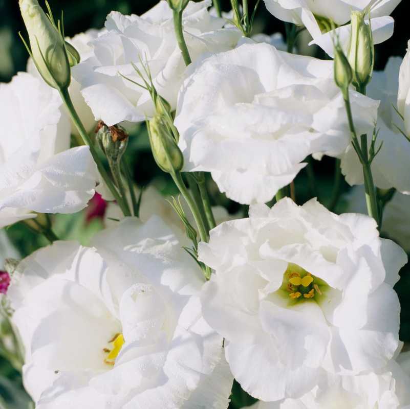 lisianthus blanc