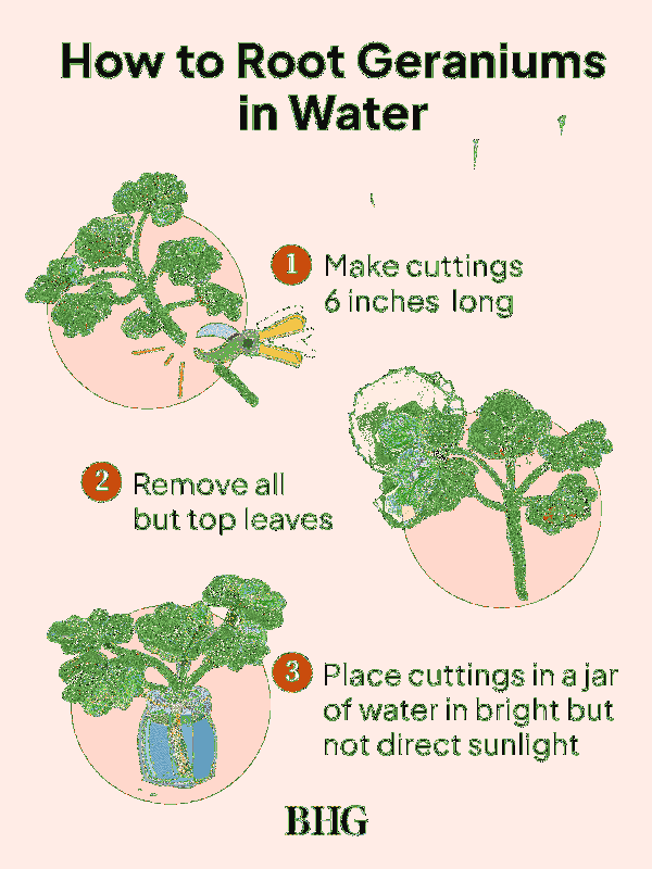 Cómo propagar geranios en agua