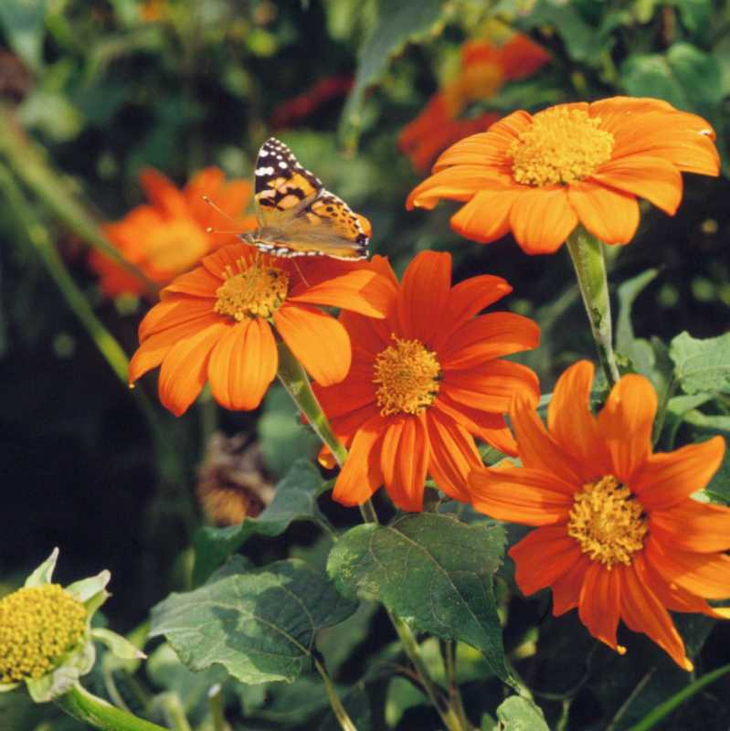 Mexican Sunflower Tithonia