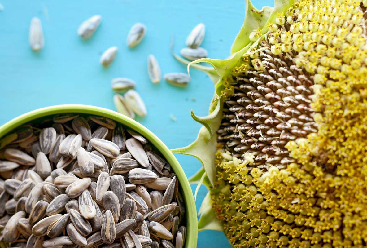Kdy a jak sklízet slunečnicová semínka k jídlu