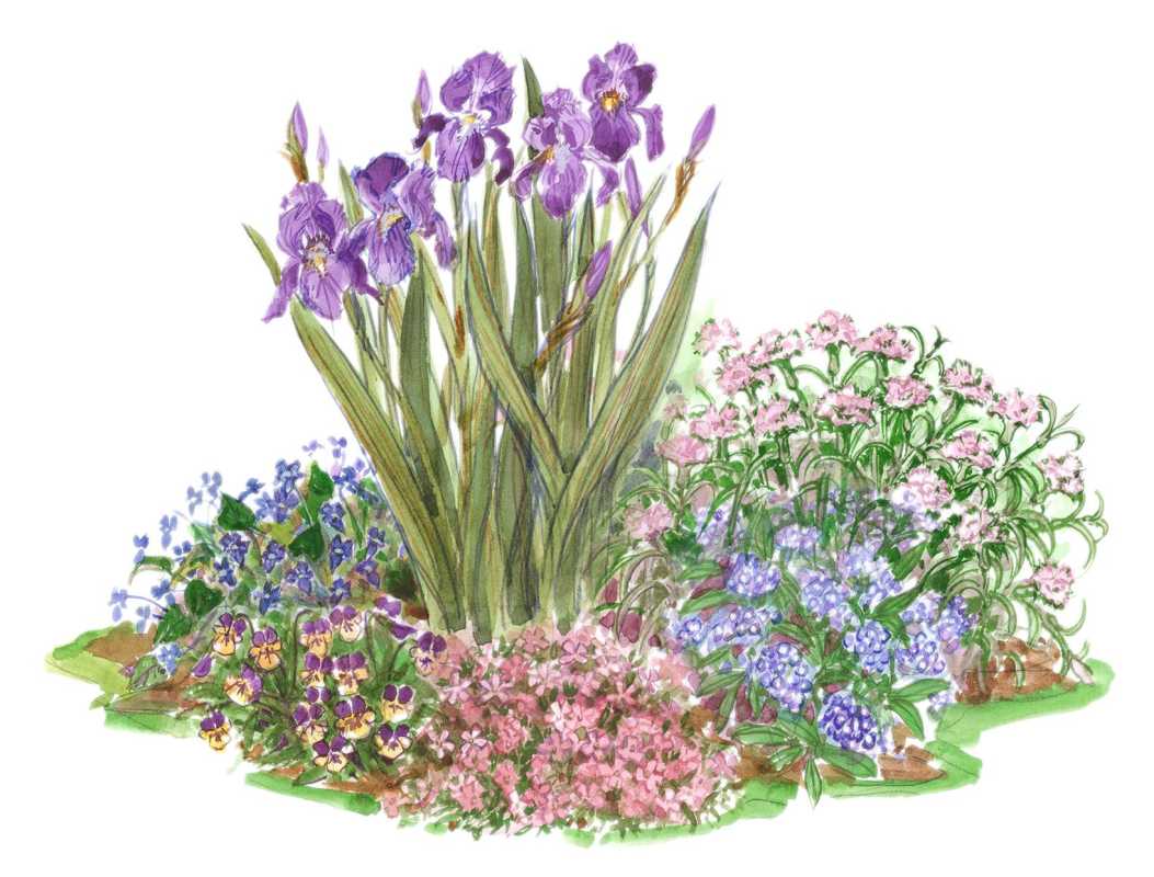 Violeta īrisu ilustrācija divu krāsu puķu dobē