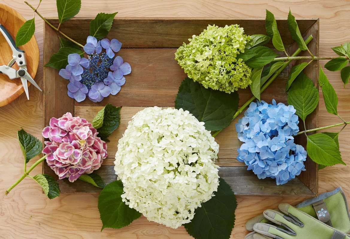 Kā apgriezt hortenzijas, lai iegūtu augšanu un krāsu