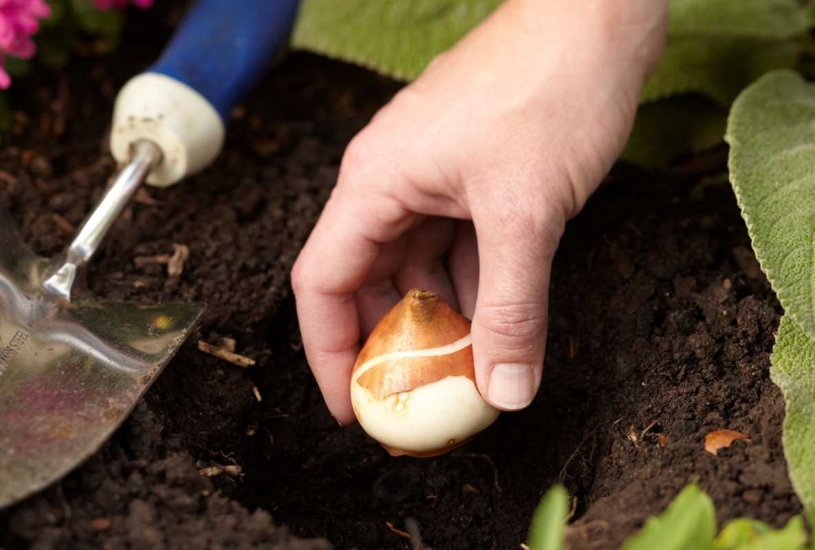 Wie und wann man Tulpenzwiebeln für einen farbenfrohen Frühling pflanzt