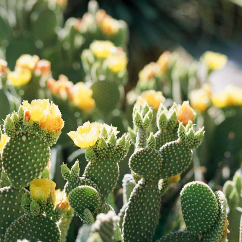 Cactus con orecchie da coniglio