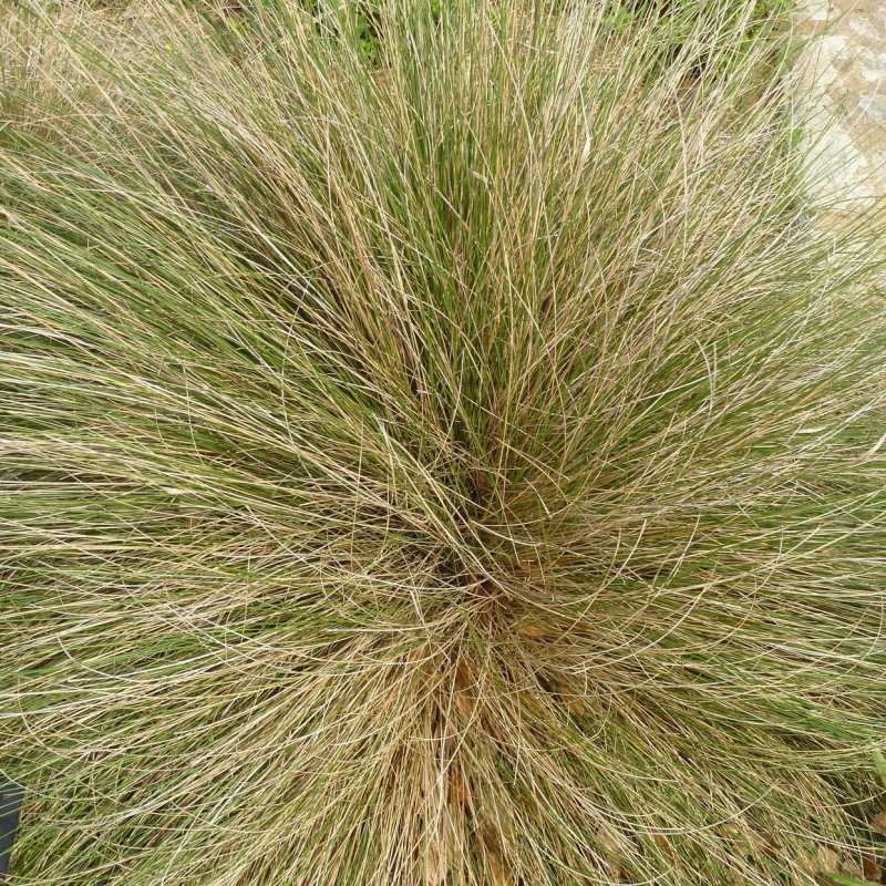 pine muhly