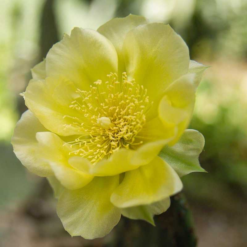 Hvordan plante og dyrke Prickly Pear Cactus