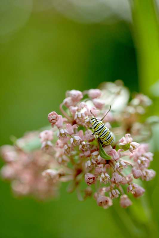 Hoe u gratis kroontjeskruidzaden kunt scoren voor een monarchvriendelijke tuin