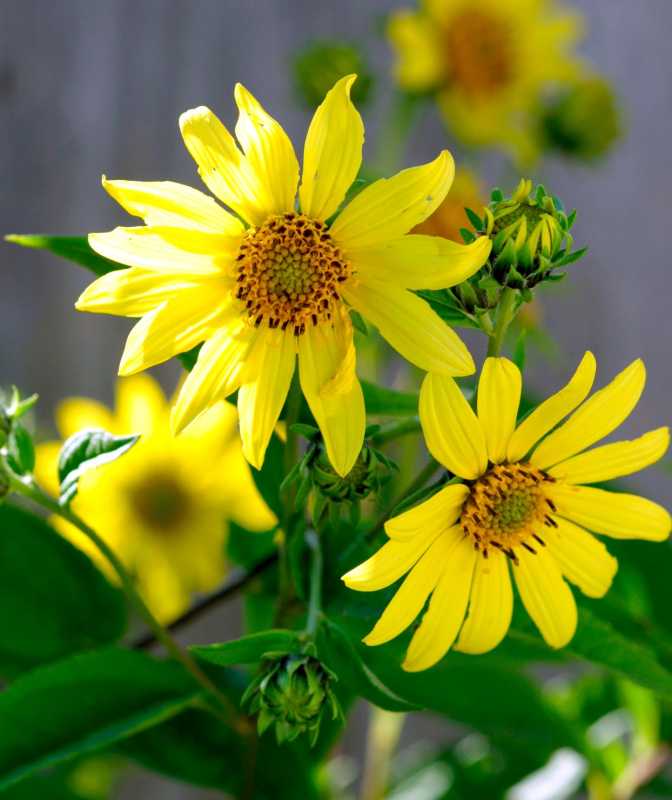 Wie man mehrjährige Sonnenblumen pflanzt und anbaut