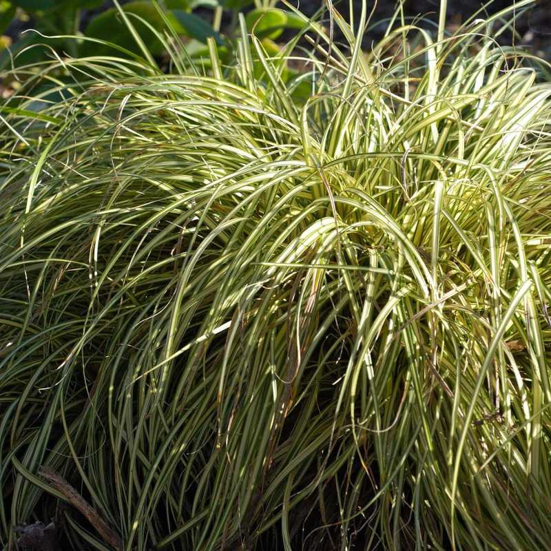 8 простых в выращивании декоративных трав для создания тени на вашем дворе
