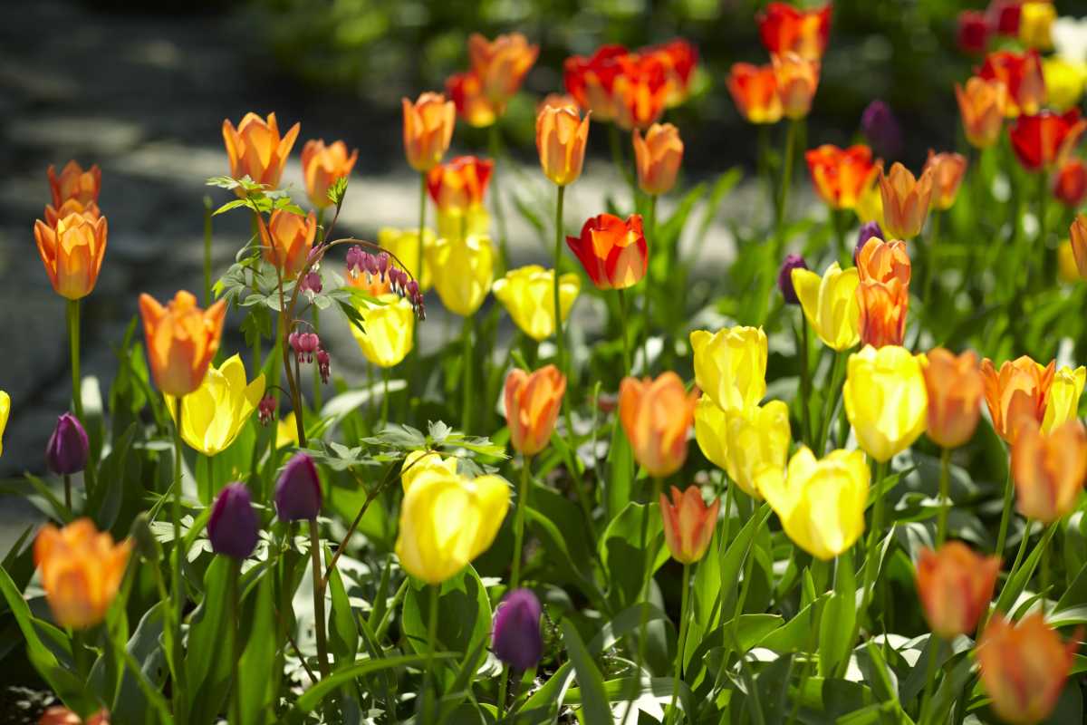 Können Sie im Frühling Tulpen pflanzen und trotzdem blühen?