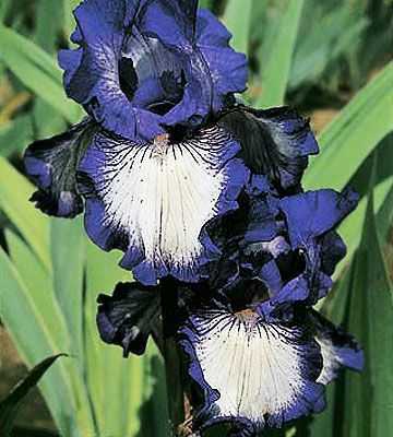 Iris Collita abundant