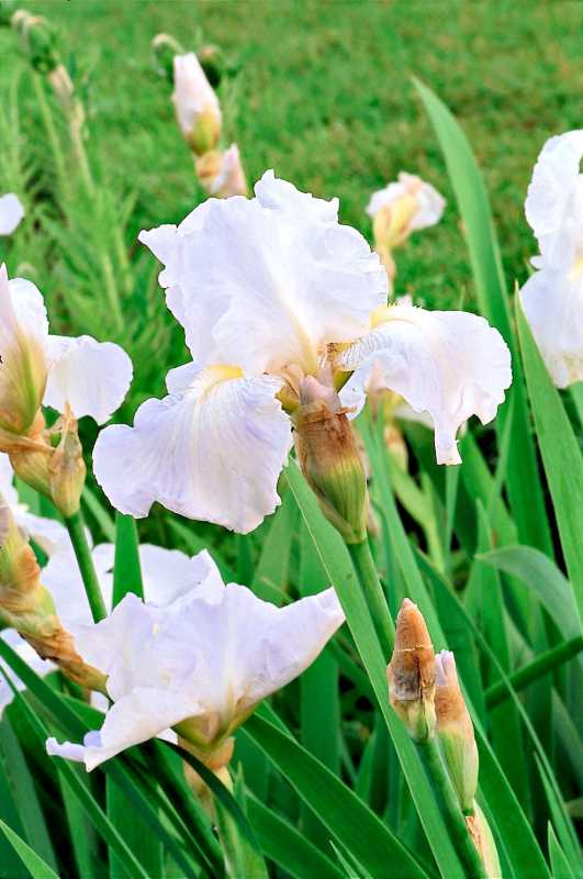 sự bất tử tái sinh iris với những bông hoa trắng