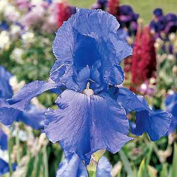 Iris Suikerblues
