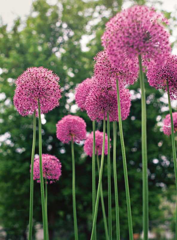 Bulbos de verano Allium Aflatunense
