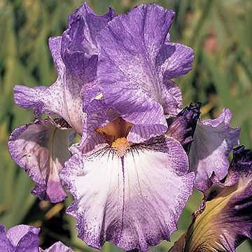 Sådan plantes og dyrkes genblomstrende iris