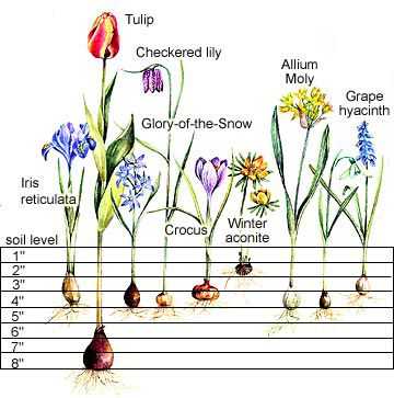 Este guia de plantio de bulbos ajudará a encher seu quintal com flores da primavera