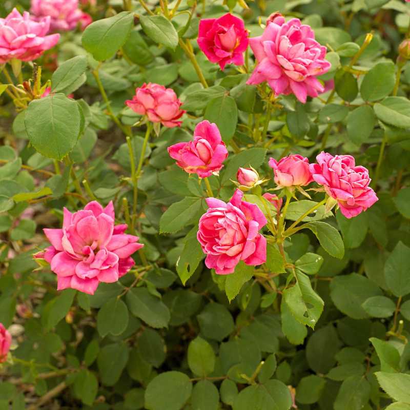 Com protegir les vostres roses del clima hivernal