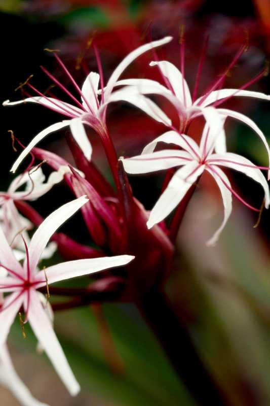 Как да засадите и отгледате Crinum Lily