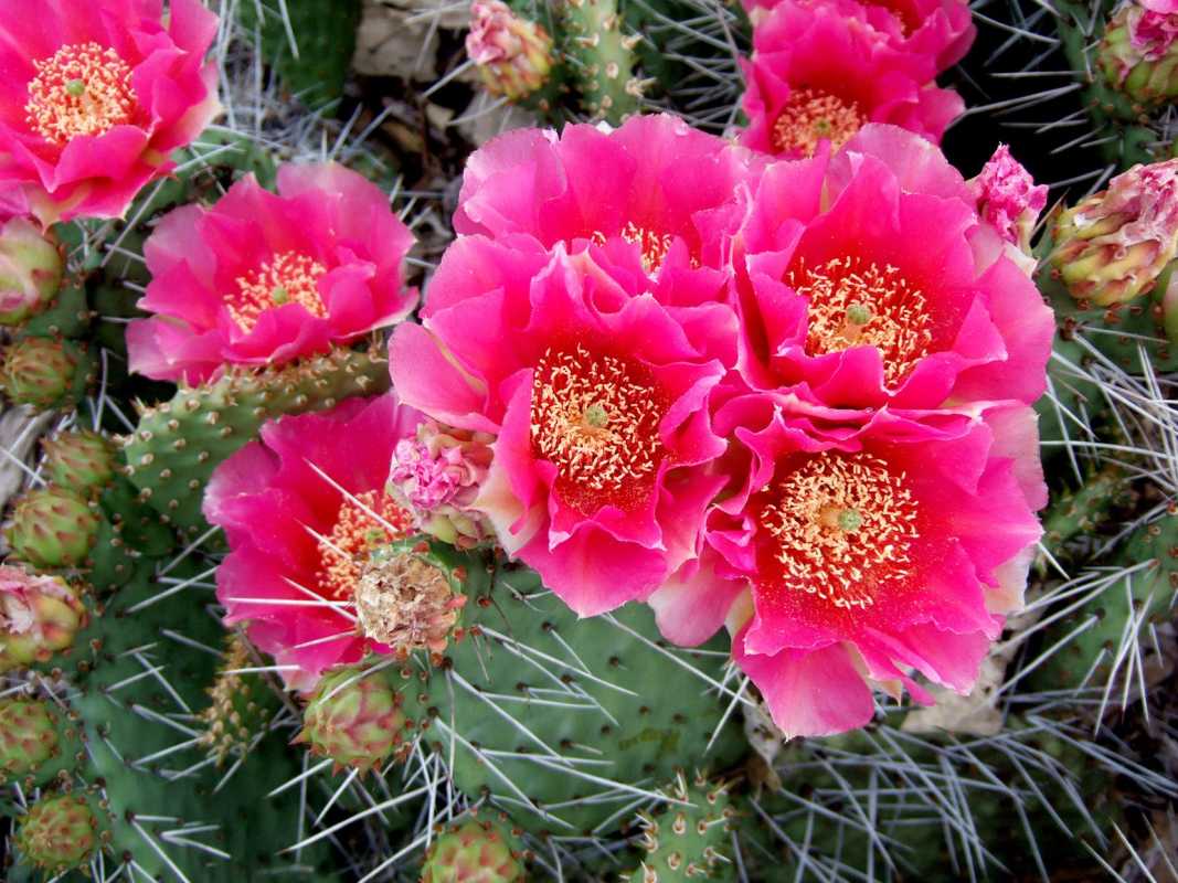 Cómo cultivar plantas de cactus en climas fríos de invierno