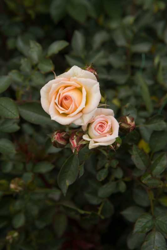 Как посадить и вырастить миниатюрные розы