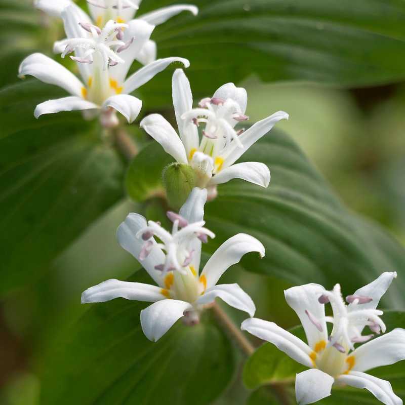 Plantes vivaces de lys crapaud blanc Tricyrtis
