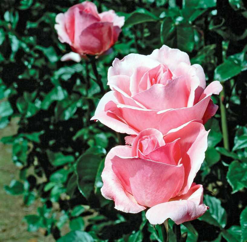 Како посадити и узгајати ружу Грандифлора