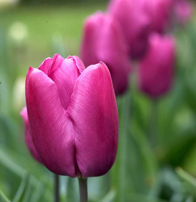 Les tulipes són plantes perennes que tornaran cada any?