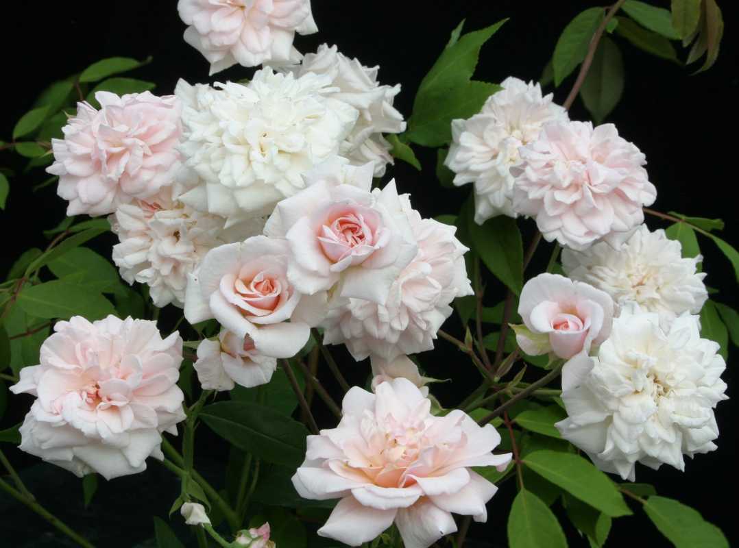 6 fascinerende feiten over rozen die u waarschijnlijk niet wist