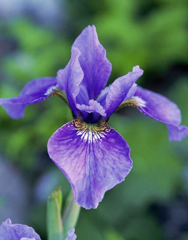 Iris planten en kweken
