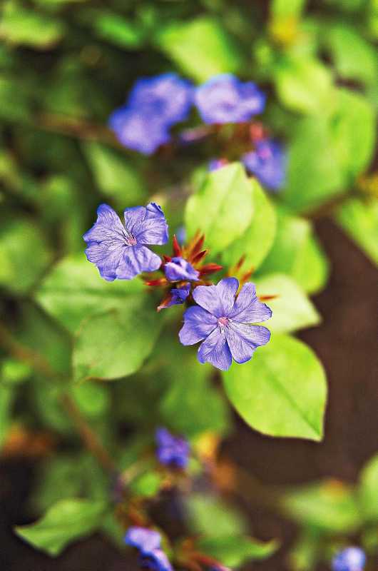 blyplante blå blomster