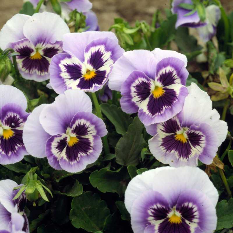 Genus Viola pansies