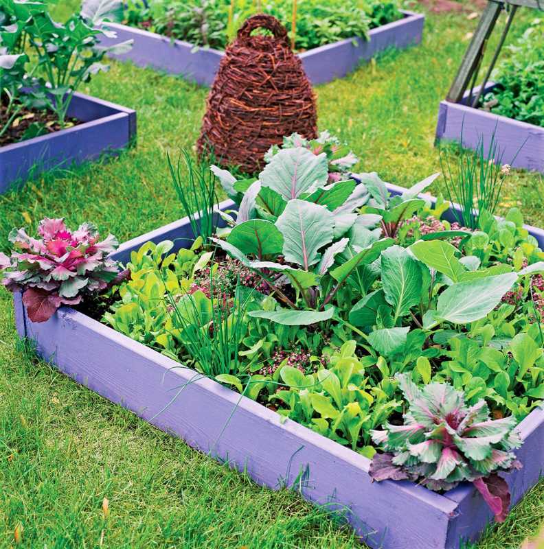 grădină de legume cu pat înălțat