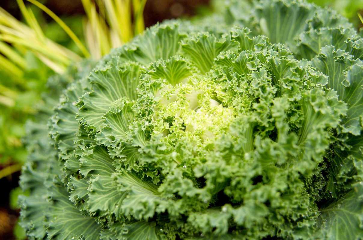 Cum să plantezi și să crești Kale înflorit