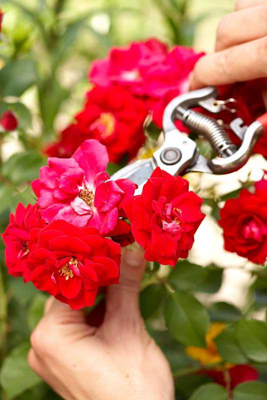 Kako saditi i uzgajati ruže