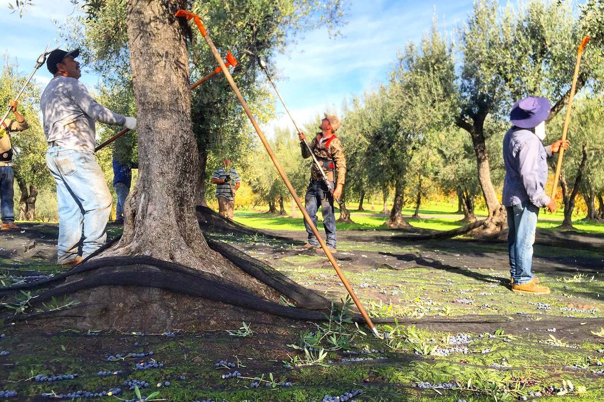 Menschen, die Oliven ernten