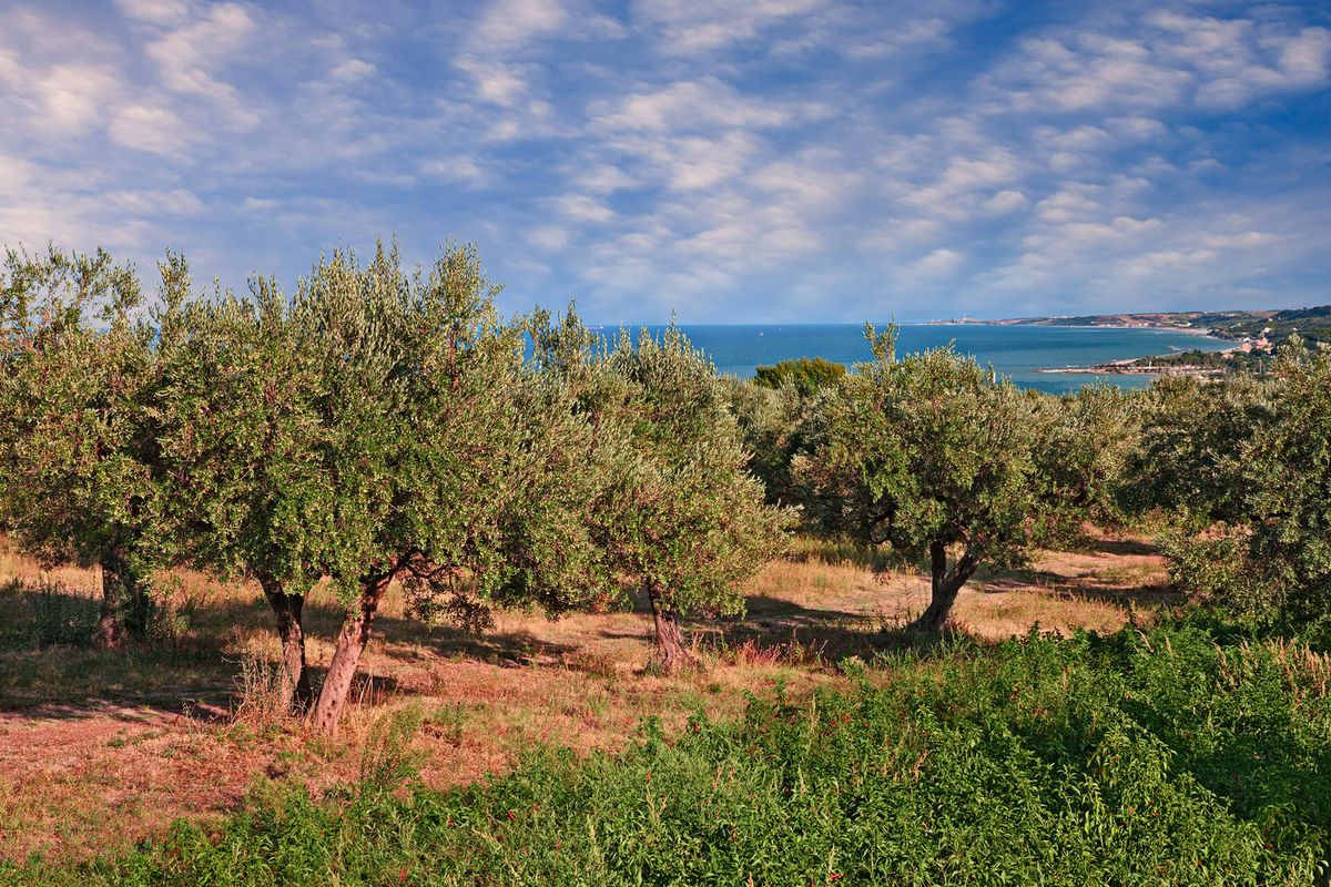 Fem regioner där vin, olivolja och vinäger sammanfaller